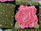 Shaggy Roses Quilt 4x4 5x5 6x6 7x7 - Sweet Pea Australia In the hoop machine embroidery designs. in the hoop project, in the hoop embroidery designs, craft in the hoop project, diy in the hoop project, diy craft in the hoop project, in the hoop embroidery patterns, design in the hoop patterns, embroidery designs for in the hoop embroidery projects, best in the hoop machine embroidery designs perfect for all hoops and embroidery machines